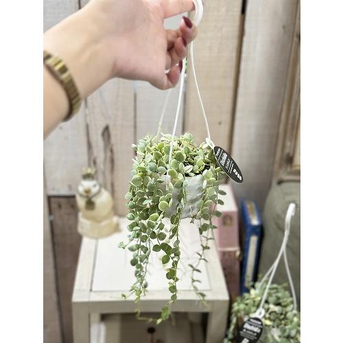 観葉植物 斑入りディスキディア ヌンムラリア バリエガータ 2.5号吊り