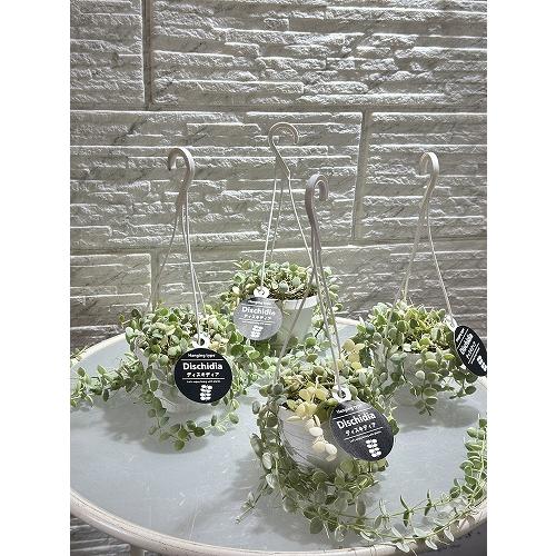 観葉植物 斑入りディスキディア ヌンムラリア バリエガータ 2.5号吊り