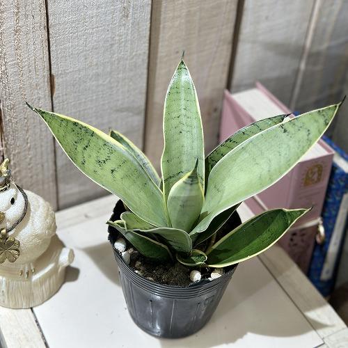 多肉植物 サンセベリア シルバーハニー 3.5号(個体おまかせ1鉢