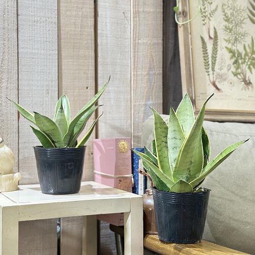 多肉植物 サンセベリア シルバーハニー 3.5号(個体おまかせ1鉢