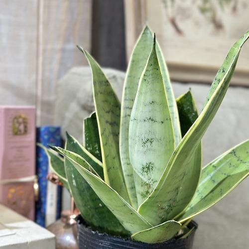 多肉植物 サンセベリア シルバーハニー 3.5号(個体おまかせ1鉢