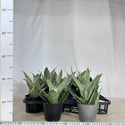 多肉植物 サンセベリア シルバーハニー 3.5号(個体おまかせ1鉢