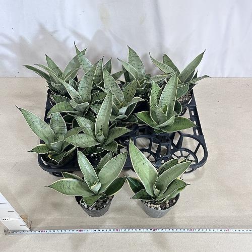 多肉植物 サンセベリア シルバーハニー 3.5号(個体おまかせ1鉢