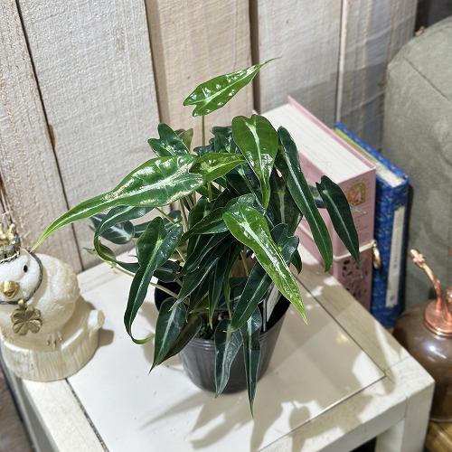 観葉植物　アロカシア バンビーノ 3号(個体おまかせ1鉢)　インテリアグリーン おしゃれ 可愛い かわいい 室内園芸 | 