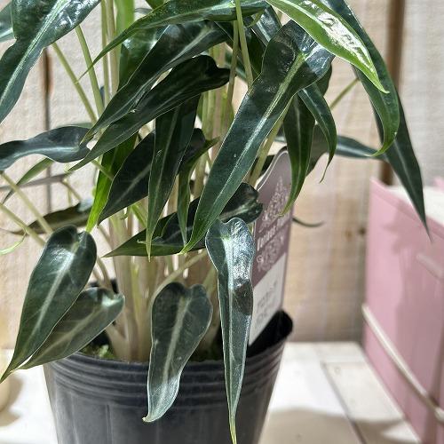 観葉植物　アロカシア バンビーノ 3号(個体おまかせ1鉢)　インテリアグリーン おしゃれ 可愛い かわいい 室内園芸 |  | 01