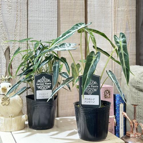 観葉植物　アロカシア バンビーノ 3号(個体おまかせ1鉢)　インテリアグリーン おしゃれ 可愛い かわいい 室内園芸 |  | 02