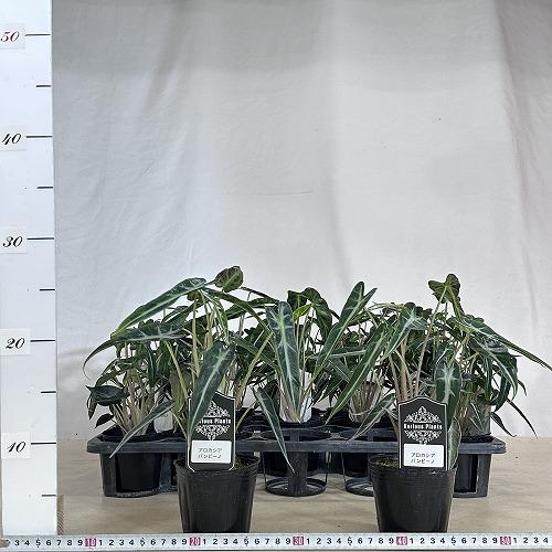 観葉植物　アロカシア バンビーノ 3号(個体おまかせ1鉢)　インテリアグリーン おしゃれ 可愛い かわいい 室内園芸 |  | 04