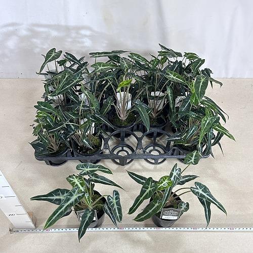 観葉植物　アロカシア バンビーノ 3号(個体おまかせ1鉢)　インテリアグリーン おしゃれ 可愛い かわいい 室内園芸 |  | 05