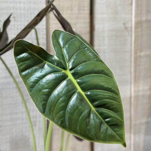 アロカシア ゴールデンボーン 斑入り アロカシア ゴールデンボーン 斑入り - メルカリ