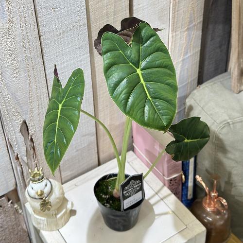 観葉植物 アロカシア ゴールデンボーン 3号(個体おまかせ1鉢