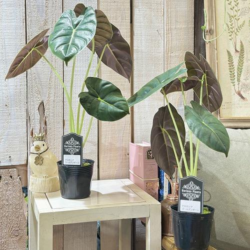 アロカシア ゴールデンボーン 斑入り アロカシア ゴールデンボーン 斑入り アロカシア ゴールデン