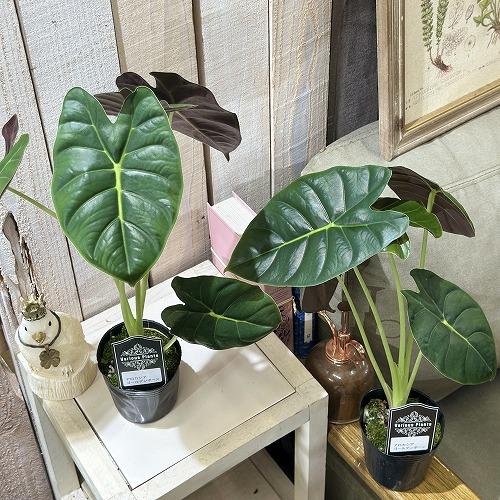 観葉植物 アロカシア ゴールデンボーン 3号(個体おまかせ1鉢