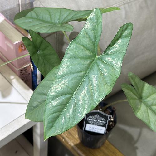 観葉植物 アロカシア コラゾン 3号(個体おまかせ1鉢) インテリア