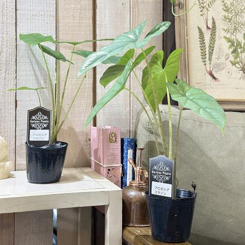 観葉植物 アロカシア コラゾン 3号(個体おまかせ1鉢) インテリア