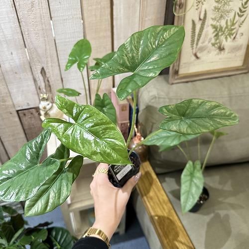 観葉植物 アロカシア コラゾン 3号(個体おまかせ1鉢) インテリア