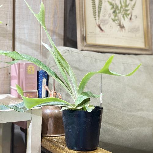 観葉植物 コウモリラン(ビカクシダ) ホワイトホーク 3号(個体おまかせ1 