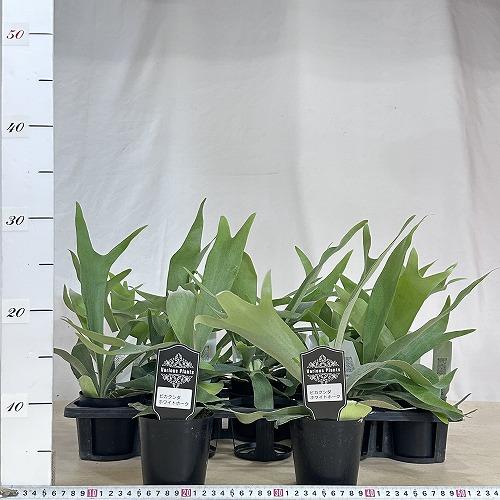 観葉植物 コウモリラン(ビカクシダ) ホワイトホーク 3号(個体おまかせ1 
