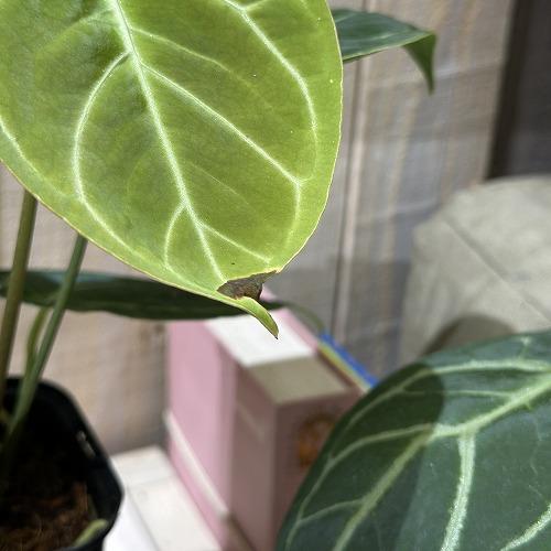 観葉植物 アンスリウム ドラヤキ×エースオブスペード 3.5号(個体