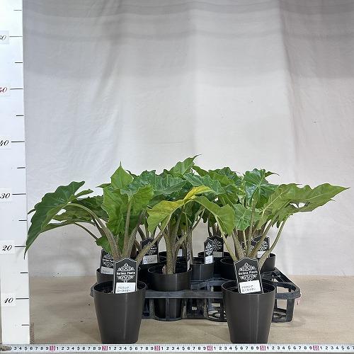 観葉植物 アロカシア ローライダー 4号(個体おまかせ1鉢) インテリア 