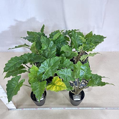 観葉植物 アロカシア ローライダー 4号(個体おまかせ1鉢) インテリア