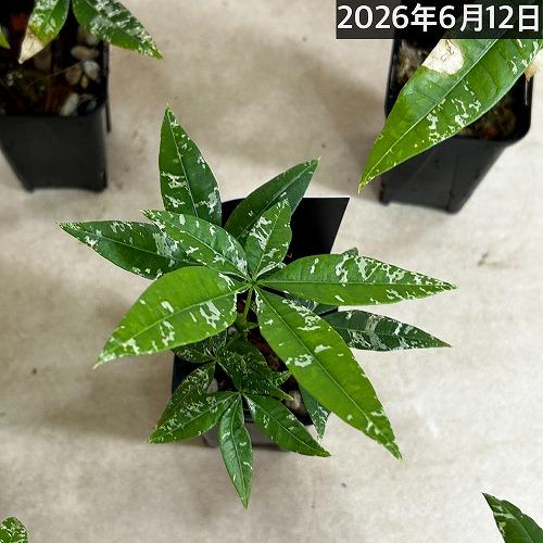 葉傷みあり】斑入りパキラ アクアティカ ミルキーウェイ 3号ロング