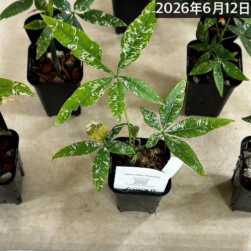 葉傷みあり】斑入りパキラ アクアティカ ミルキーウェイ 3号ロング