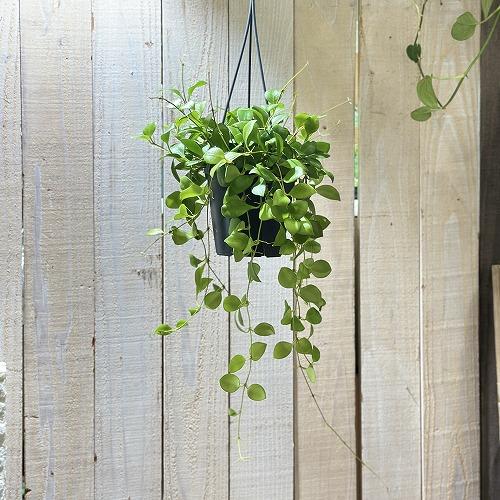 観葉植物 ホヤ(サクララン) ヘウスケリアナ 3.5号スリット吊り鉢(個体