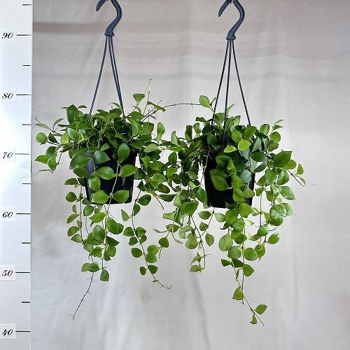 観葉植物 ホヤ(サクララン) ヘウスケリアナ 3.5号スリット吊り鉢(個体