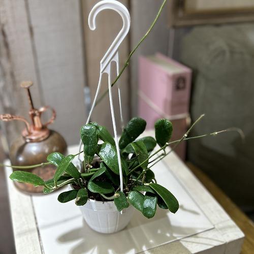 観葉植物 ホヤ ロツンディフォリア 3号吊り(現品) インテリアグリーン