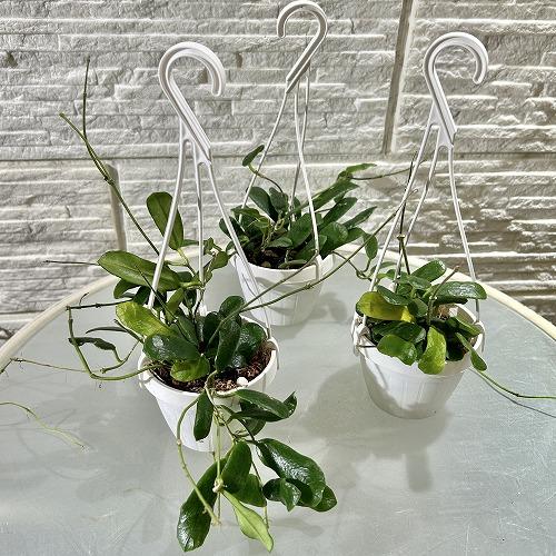 ホヤ　hoya シェパーディ　3号　吊り鉢　① 観葉植物 ホヤ ロツンディフォリア 3号吊り(現品) インテリアグリーン