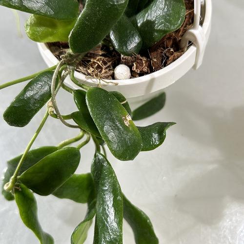 観葉植物 ホヤ ロツンディフォリア 3号吊り(現品) インテリアグリーン