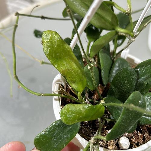 観葉植物 ホヤ ロツンディフォリア 3号吊り(現品) インテリアグリーン