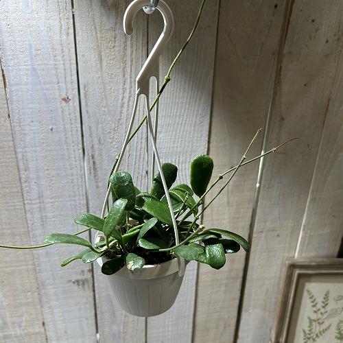 観葉植物 ホヤ ロツンディフォリア 3号吊り(現品) インテリアグリーン