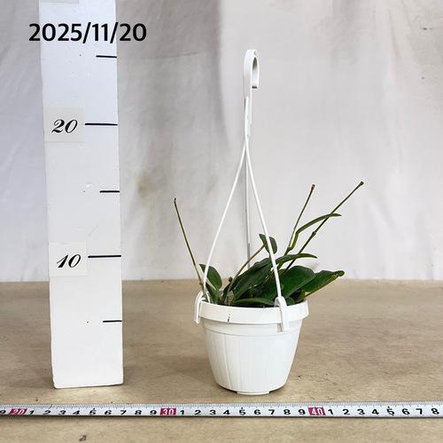 観葉植物 ホヤ ロツンディフォリア 3号吊り(現品) インテリアグリーン