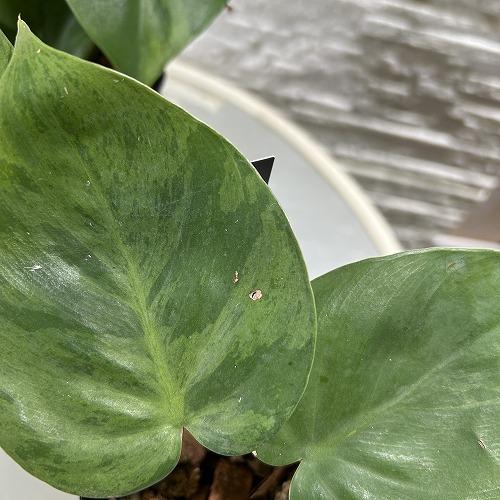 ☆フィロデン セロウム バリエガータ☆3号鉢☆希少 フィロデン