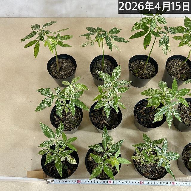 葉傷みあり】斑入りパキラ ミルキーウェイ 3.5号硬質ポット(個体