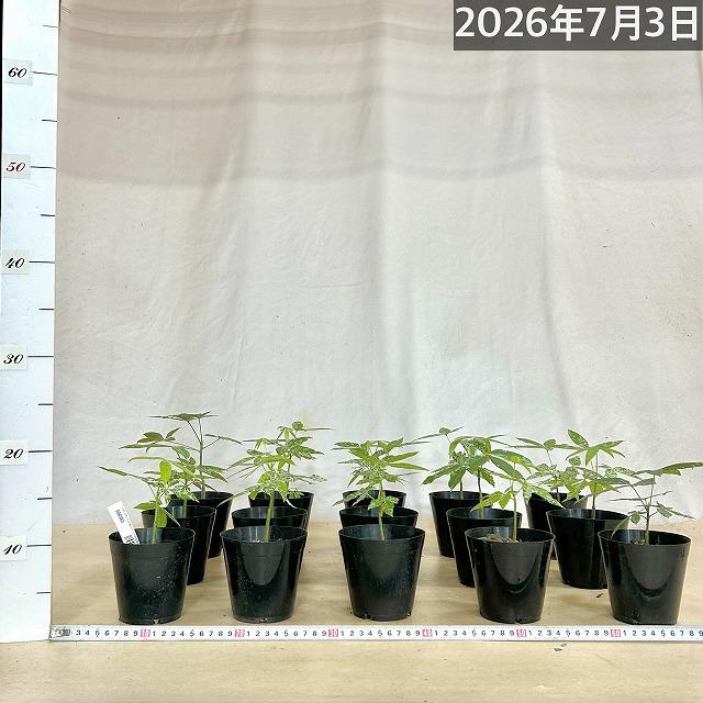葉傷みあり】斑入りパキラ ミルキーウェイ 3.5号硬質ポット(個体