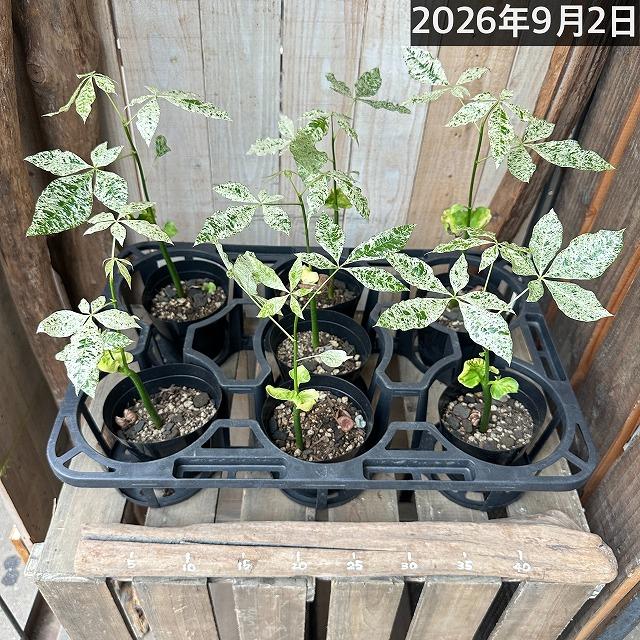 葉傷みあり】斑入りパキラ ミルキーウェイ 3.5号硬質ポット(個体