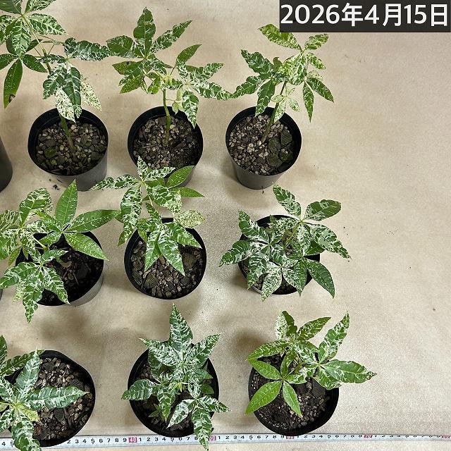 葉傷みあり】斑入りパキラ ミルキーウェイ 3.5号硬質ポット(個体