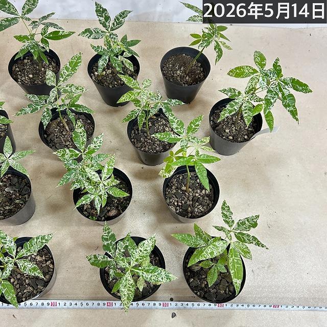 葉傷みあり】斑入りパキラ ミルキーウェイ 3.5号硬質ポット(個体