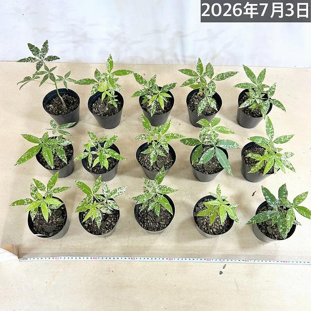 葉傷みあり】斑入りパキラ ミルキーウェイ 3.5号硬質ポット(個体
