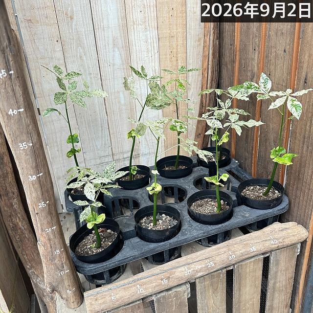 葉傷みあり】斑入りパキラ ミルキーウェイ 3.5号硬質ポット(個体