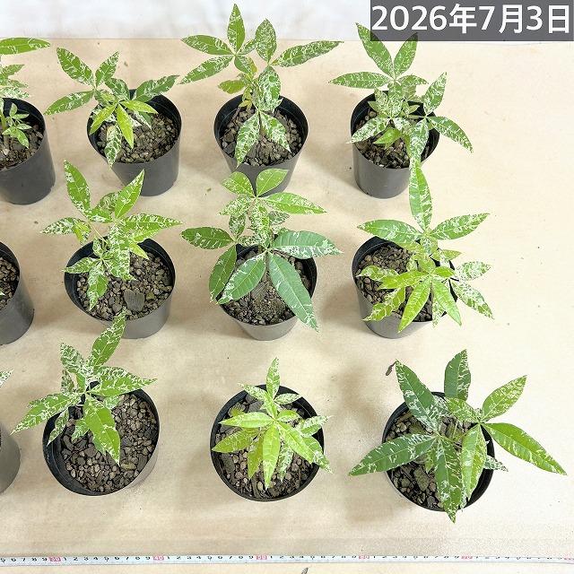 葉傷みあり】斑入りパキラ ミルキーウェイ 3.5号硬質ポット(個体