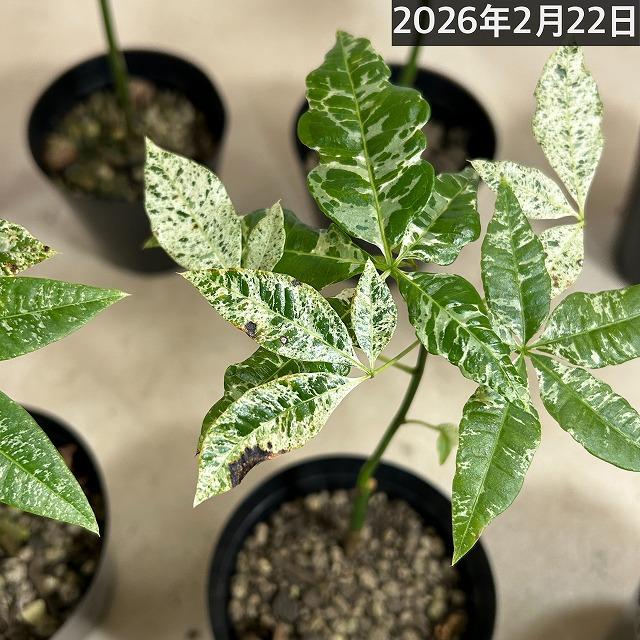 葉傷みあり】斑入りパキラ ミルキーウェイ 3.5号硬質ポット(個体