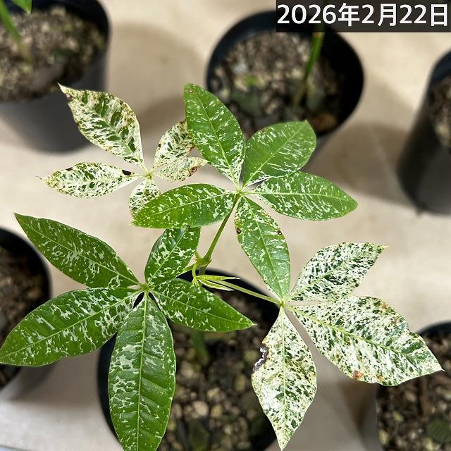 葉傷みあり】斑入りパキラ ミルキーウェイ 3.5号硬質ポット(個体