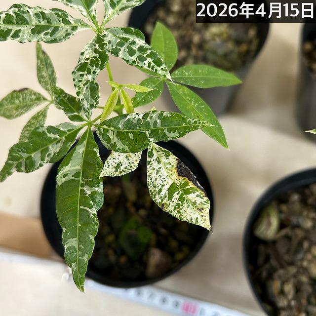 葉傷みあり】斑入りパキラ ミルキーウェイ 3.5号硬質ポット(個体