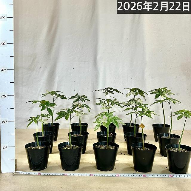 葉傷みあり】斑入りパキラ ミルキーウェイ 3.5号硬質ポット(個体