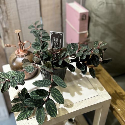 観葉植物　ペリオニア プルクラ 3号ポット(個体おまかせ1鉢)　インテリアグリーン おしゃれ 可愛い かわいい 室内園芸 | 