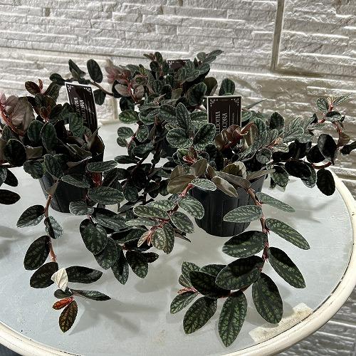 観葉植物　ペリオニア プルクラ 3号ポット(個体おまかせ1鉢)　インテリアグリーン おしゃれ 可愛い かわいい 室内園芸 |  | 01