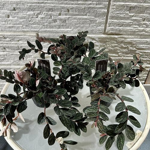 観葉植物　ペリオニア プルクラ 3号ポット(個体おまかせ1鉢)　インテリアグリーン おしゃれ 可愛い かわいい 室内園芸 |  | 02